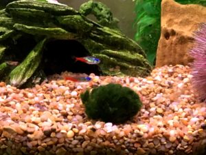 Two neons with a marimo.